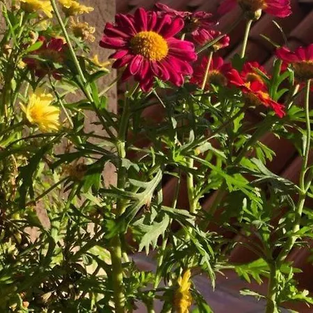 アパート One Bedroom With Terrace *