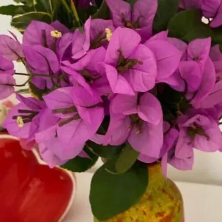 One Bedroom With Terrace دوبروفينك