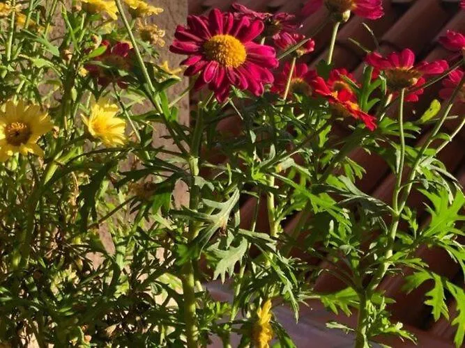 شقة One Bedroom With Terrace *